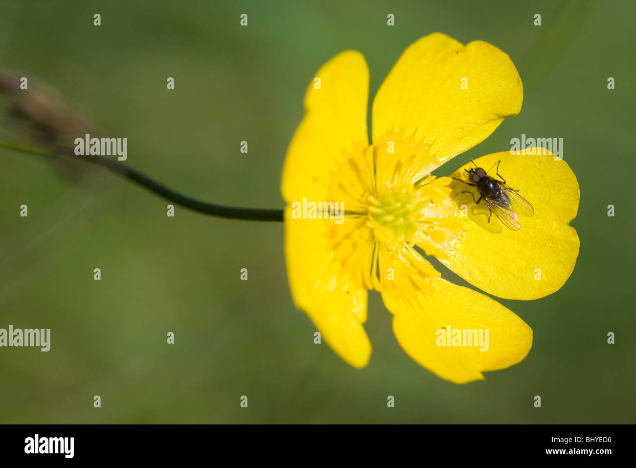 Ranuncolo strisciante con volare. Ranunculus repens. Ranunculaceae Foto Stock