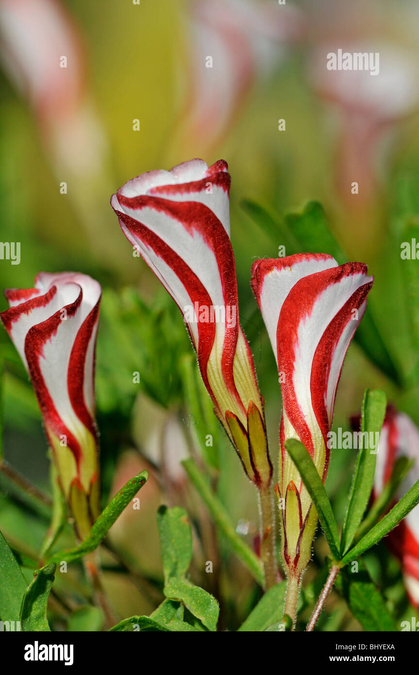 Strisce di legno fiorito Sorrel, Oxalis versicolor Foto Stock