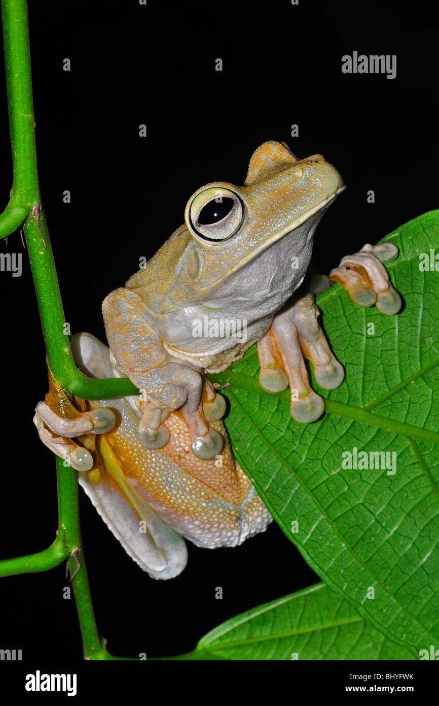 Gladiator rana, Hyla rosenbergi Foto Stock