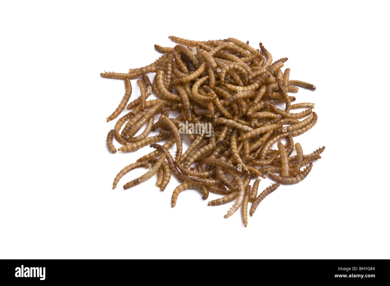 Pasto essiccato worm venduti come alimenti per uccelli Foto Stock