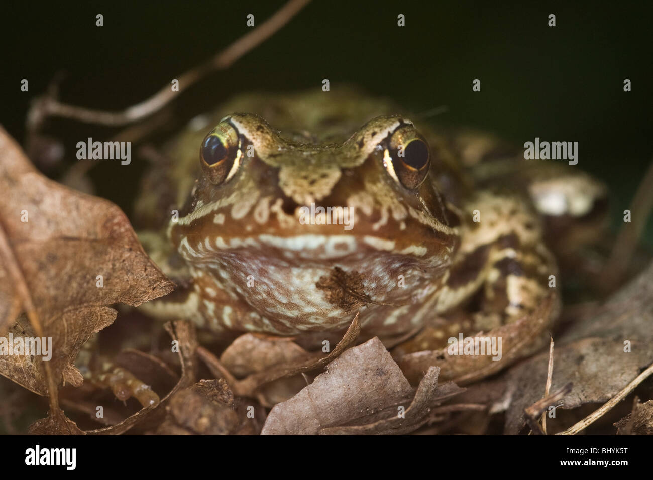 Rana agile (Rana dalmatina) Foto Stock