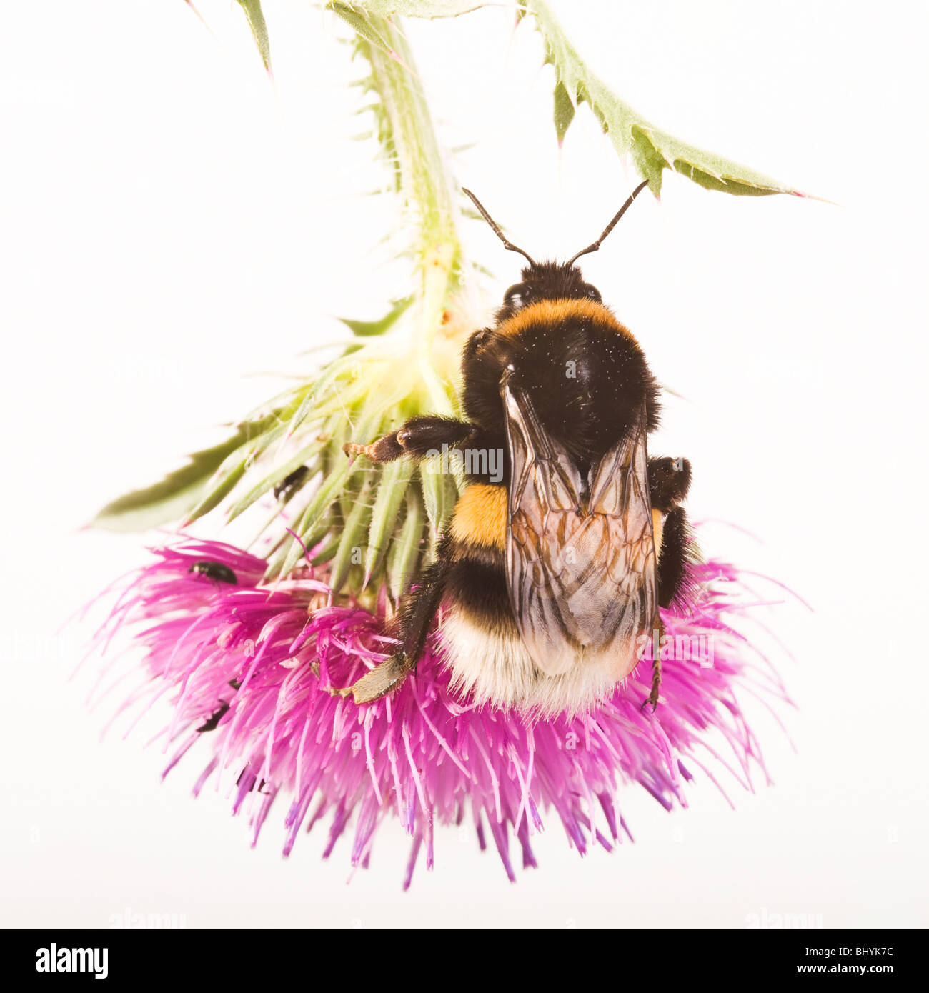 Terra di grandi dimensioni bumblebee [Bombus terrestris] su un thistle Foto Stock