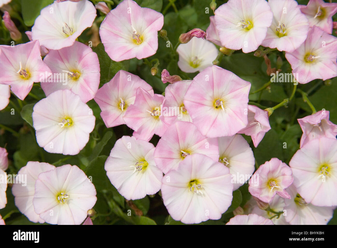 Hedge-Bindweed (Calystegia sepium) Foto Stock