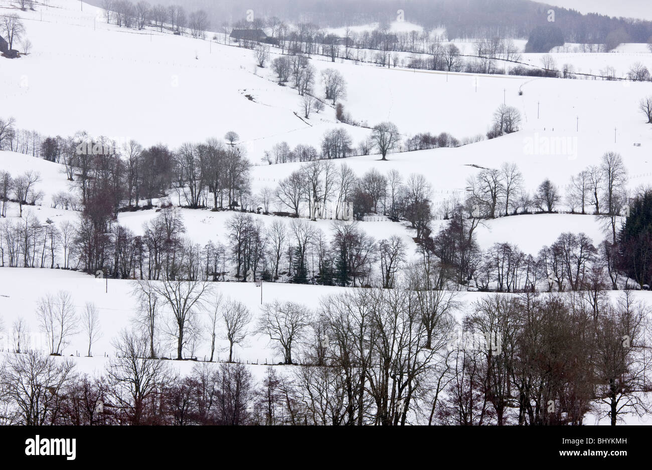 Confini del campo con alberi in midwinter neve, vicino Le Mont-Dore nel Volcans d'Auvergne parco naturale regionale Francia Foto Stock