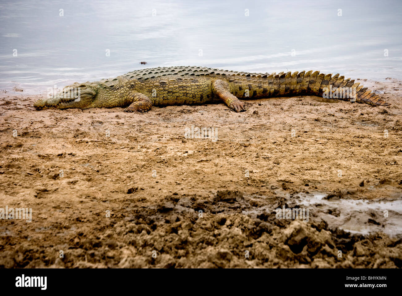 Coccodrillo del Nilo, Mikumi NP, Tanzania Africa orientale Foto Stock