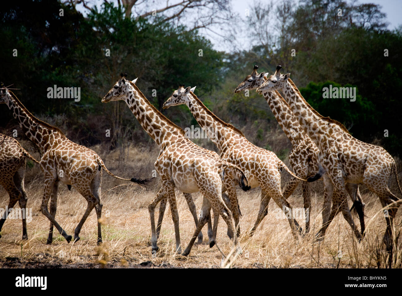 Masai Giraffe, Mikumi NP, Tanzania Africa orientale Foto Stock