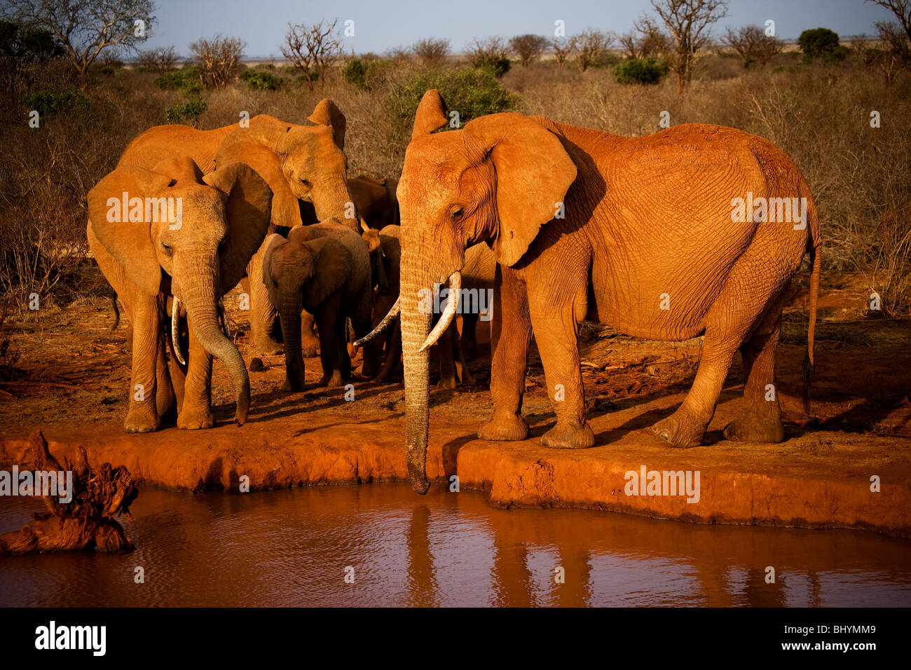 Elephant bere, Tsavo Est NP, Kenya, Africa orientale Foto Stock