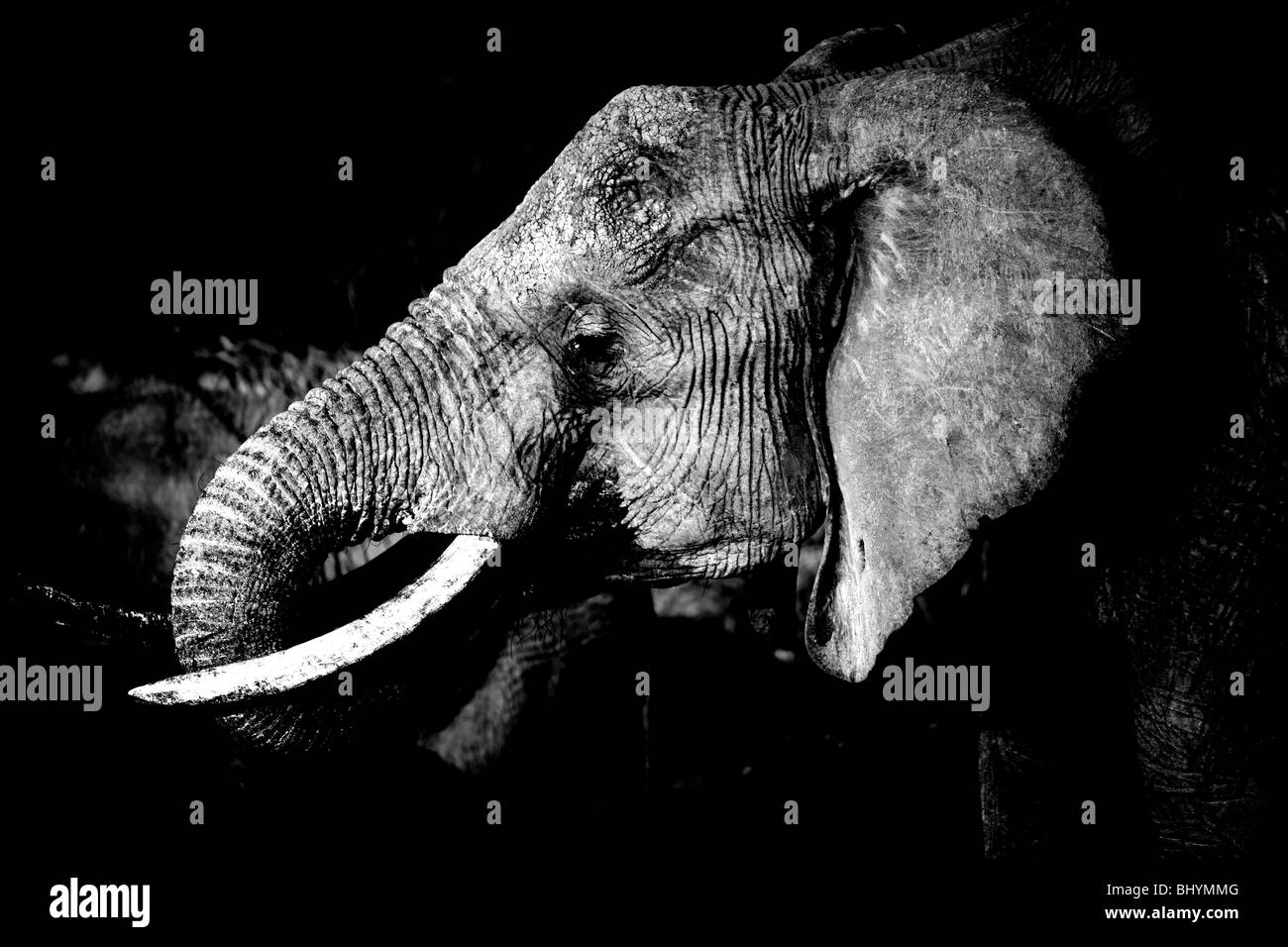 Elefante, Tsavo Est NP, Kenya, Africa orientale Foto Stock