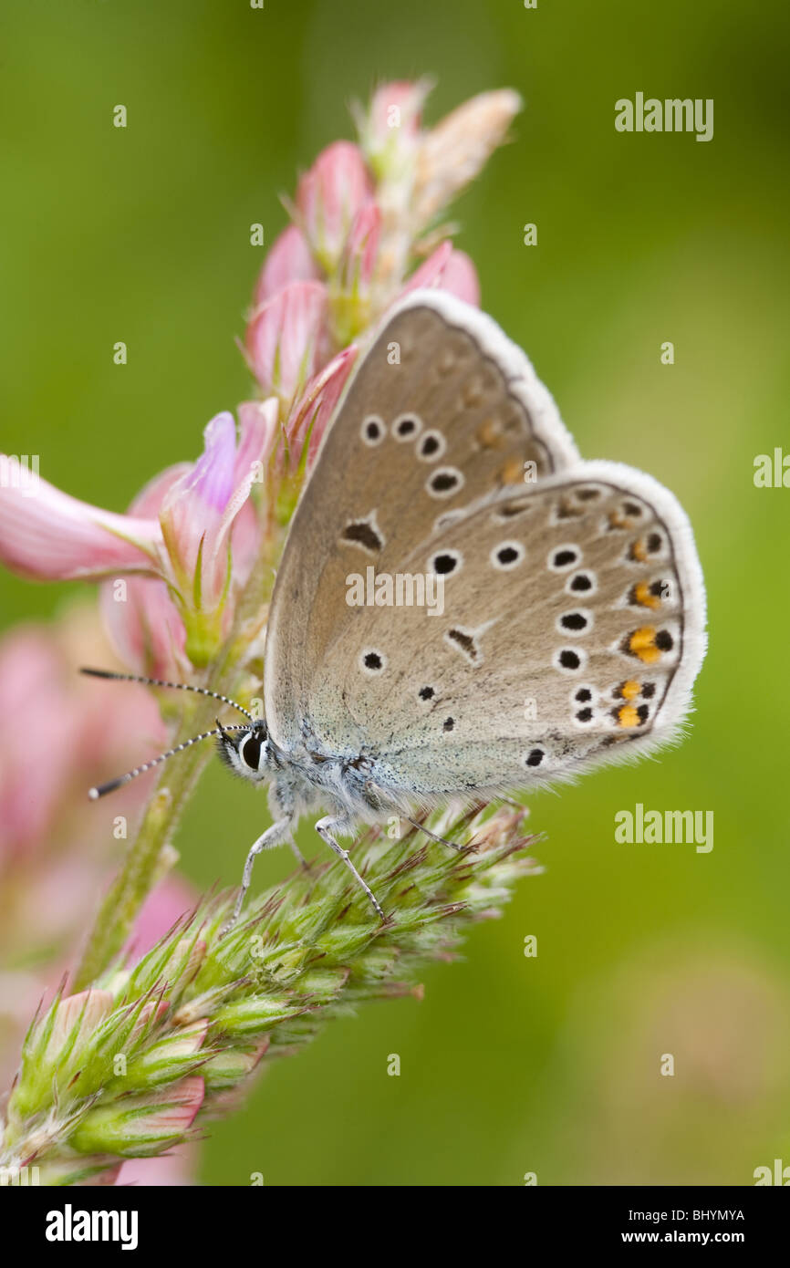 Polyommatus icarus Foto Stock