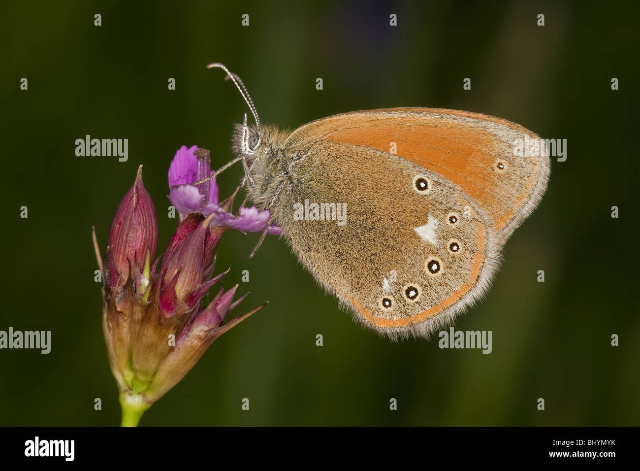 Grande Heath (Coenonympha tullia) Foto Stock