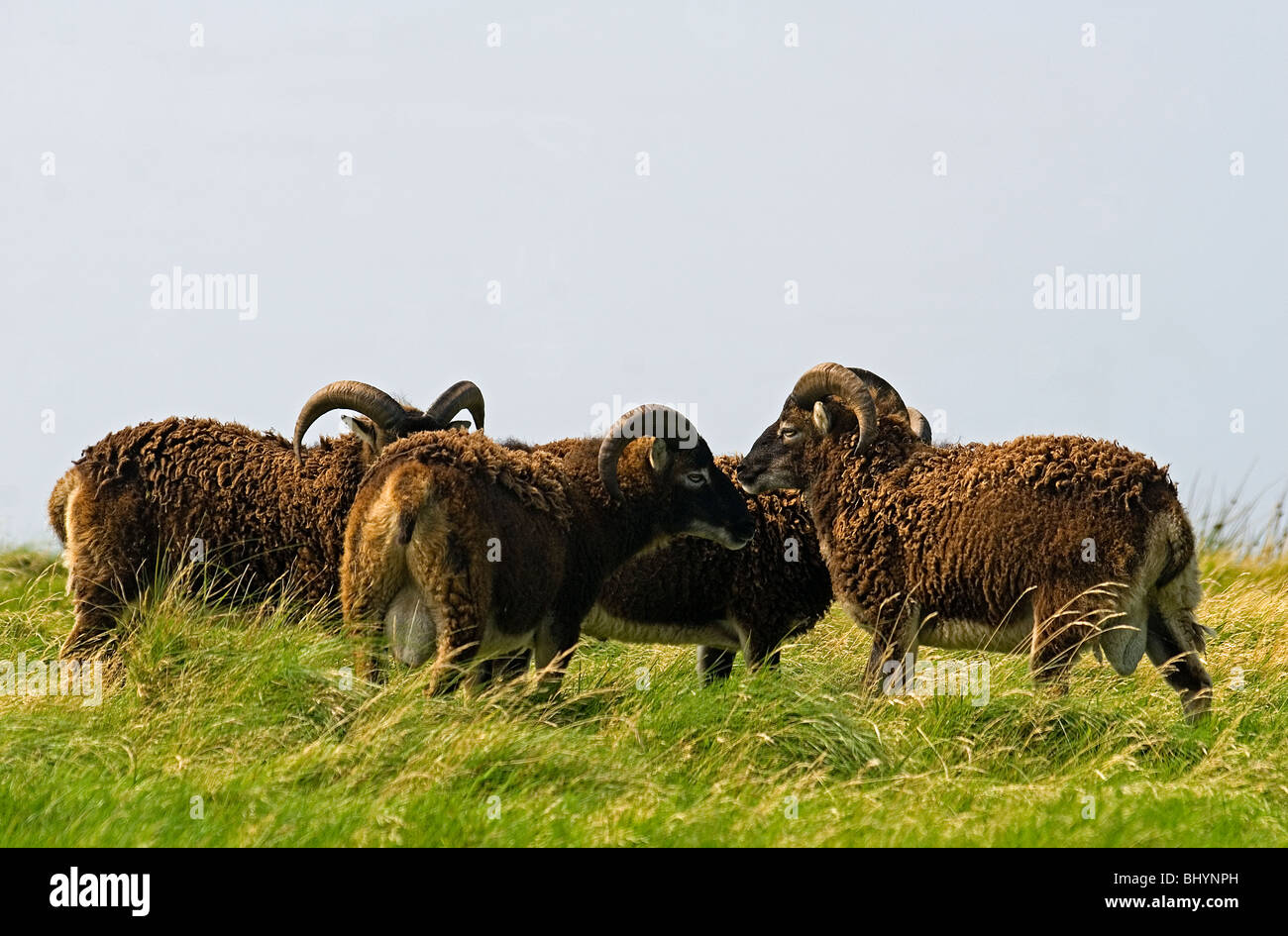 Pecore Soay (Ovis aries) un gruppo di cilindri selvatici su Lundy Island Foto Stock