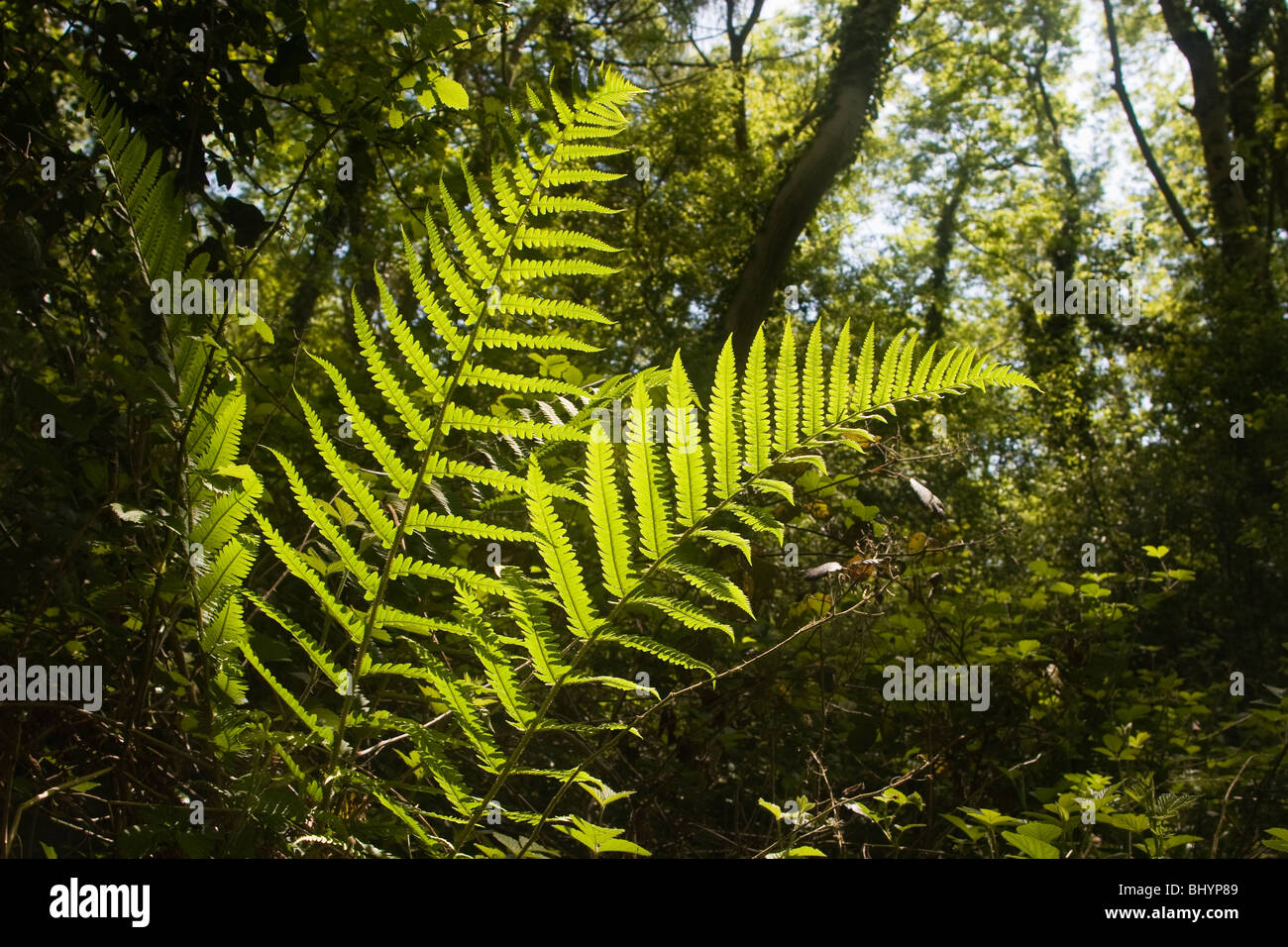 Woodland Fern Foto Stock