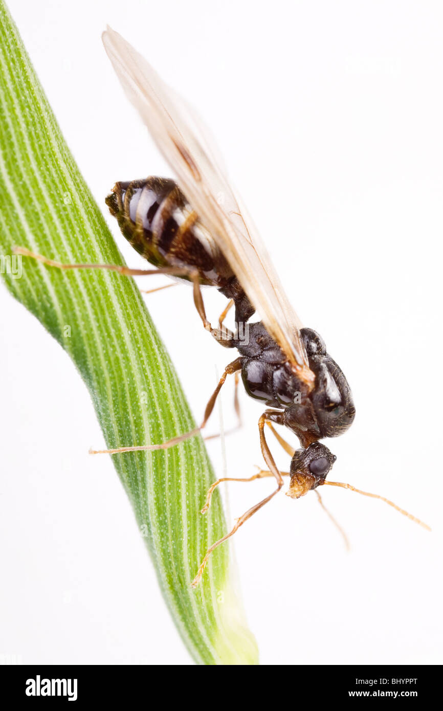 Nero Garden ant ((Lasius niger) Foto Stock