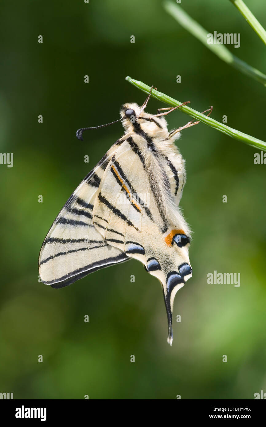 La scarsa coda forcuta (Iphiclides podalirius) Foto Stock