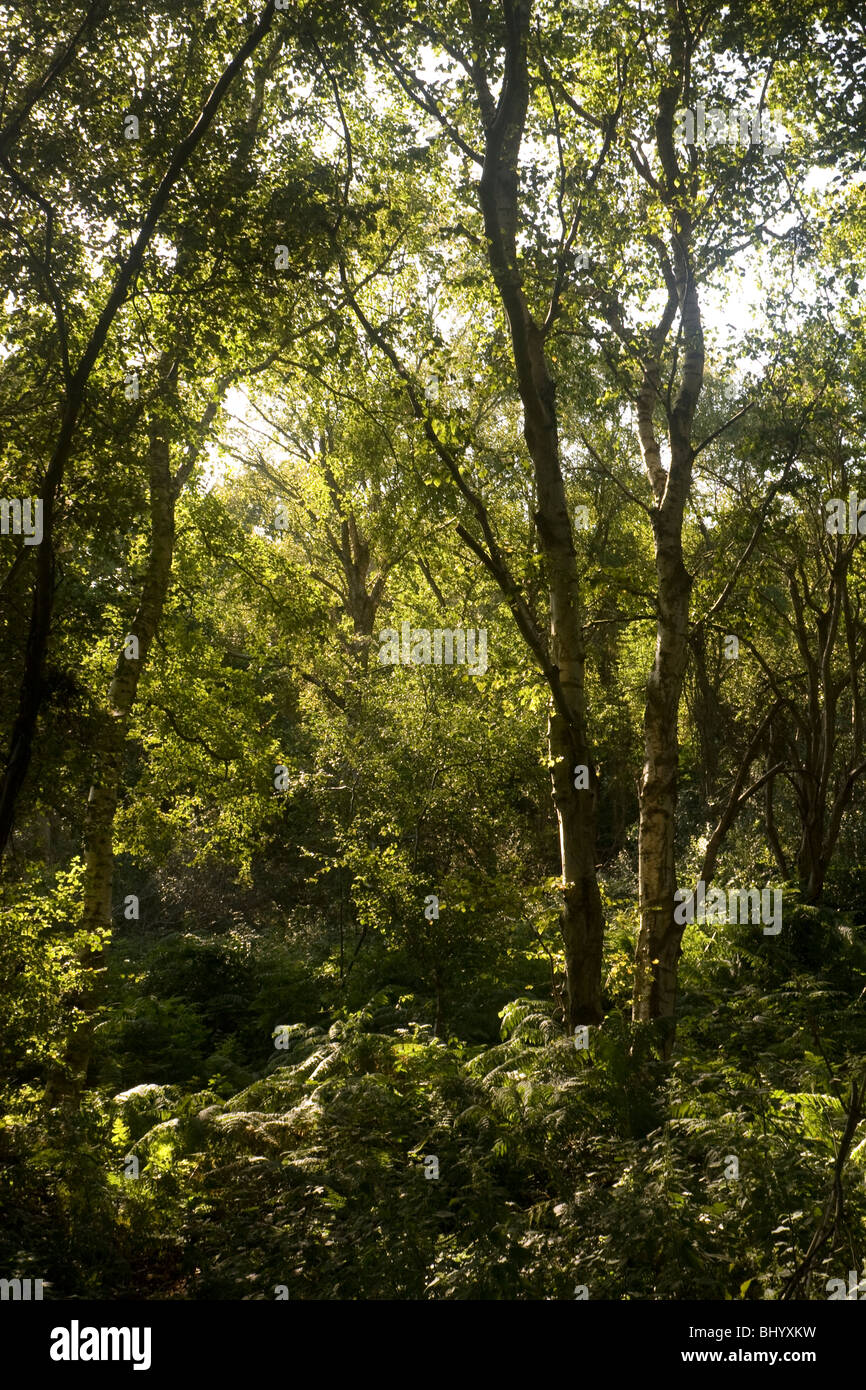 Boschi di latifoglie Foto Stock