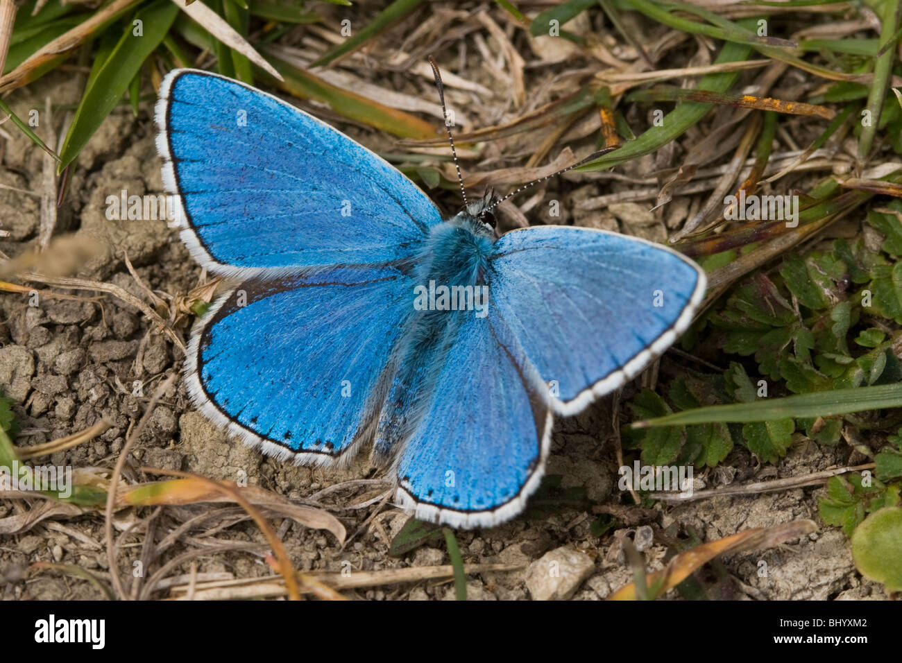 Adonis blu - Lysandra bellargus. Maschio Foto Stock