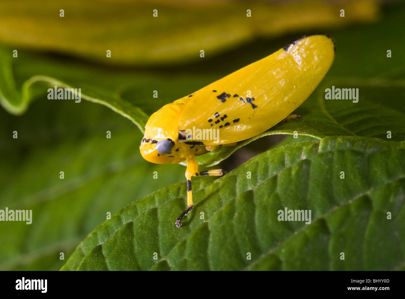 Un giallo saliva (bug della famiglia Cercopidae) su una foglia verde, Durban, Kwazulu Natal, Sud Africa Foto Stock
