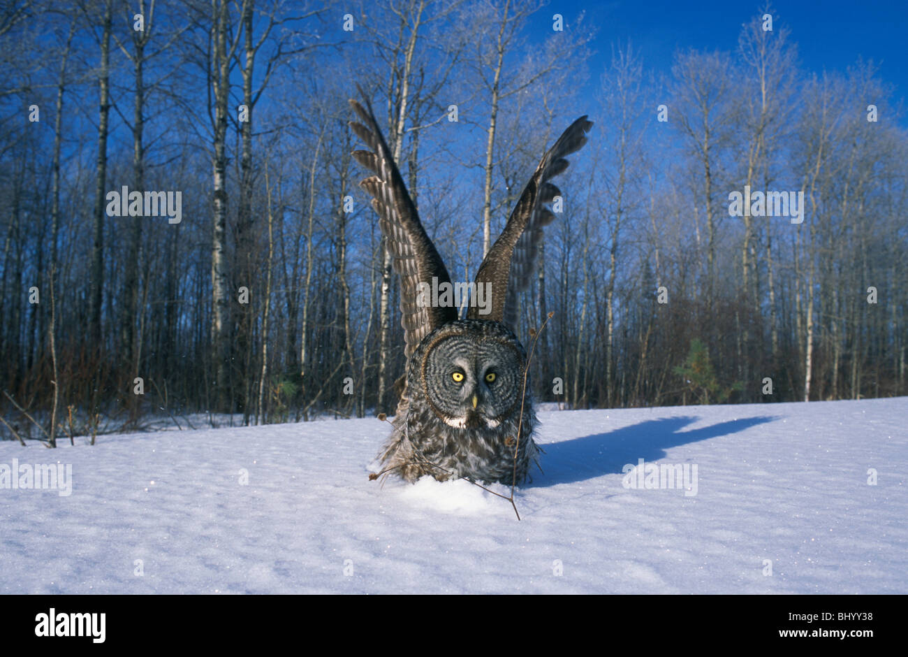 Grande Gufo grigio Strix nebulosa depredavano su piccolo mammifero in snow America del Nord Foto Stock