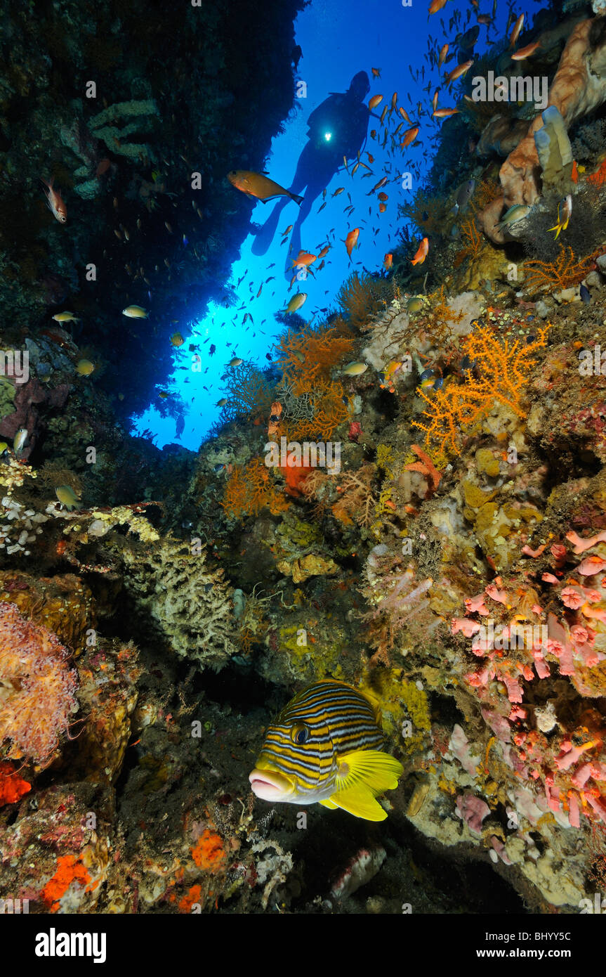 Plectorhinchus polytaenia, scuba diver al colorata barriera corallina con Ribboned sweetlip, Jemeluk, Cemeluk, Amed, Bali Foto Stock