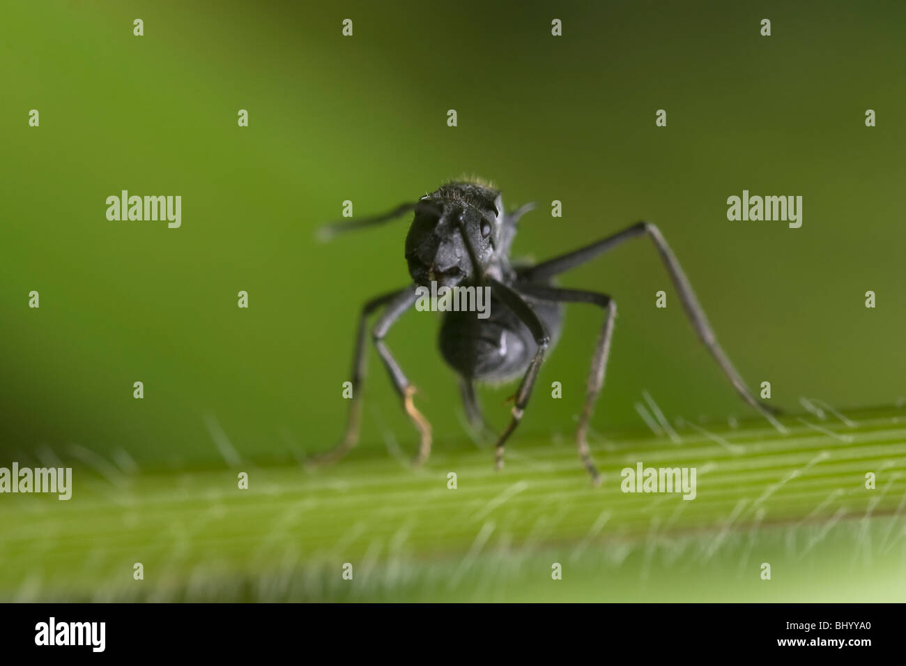 Polyrhacis schistacea ant su un gambo di erba in posizione difensiva, Pongola, Kwazulu Natal, Sud Africa Foto Stock