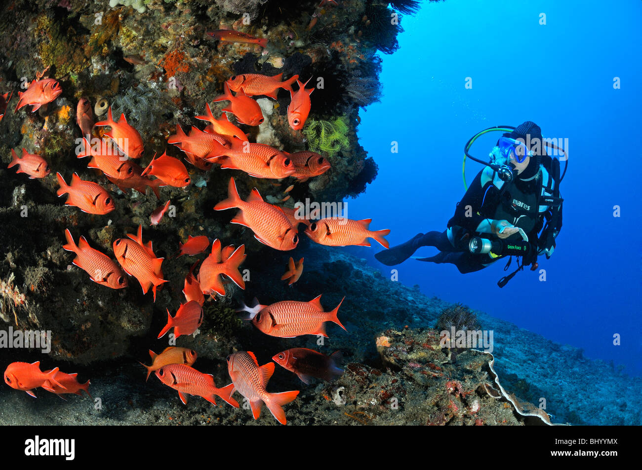Myripristis murdjan, subacqueo con scuola di pesce soldato, Gili Tepekong, Candidasa, Bali, Indonesia, Indo-pacifico Ocean Foto Stock