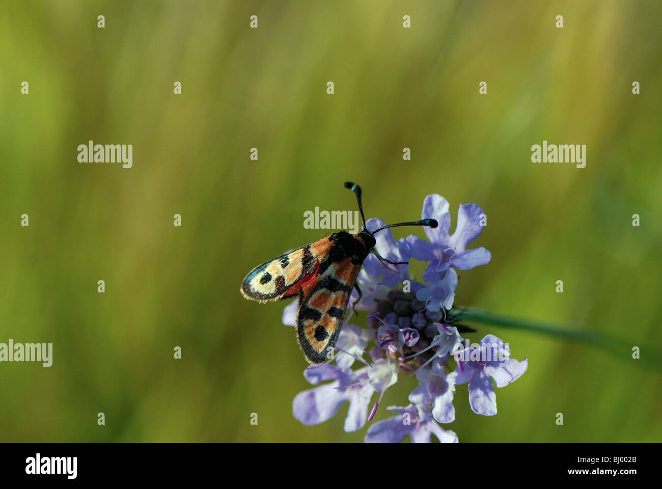 Zygaena fausta Foto Stock