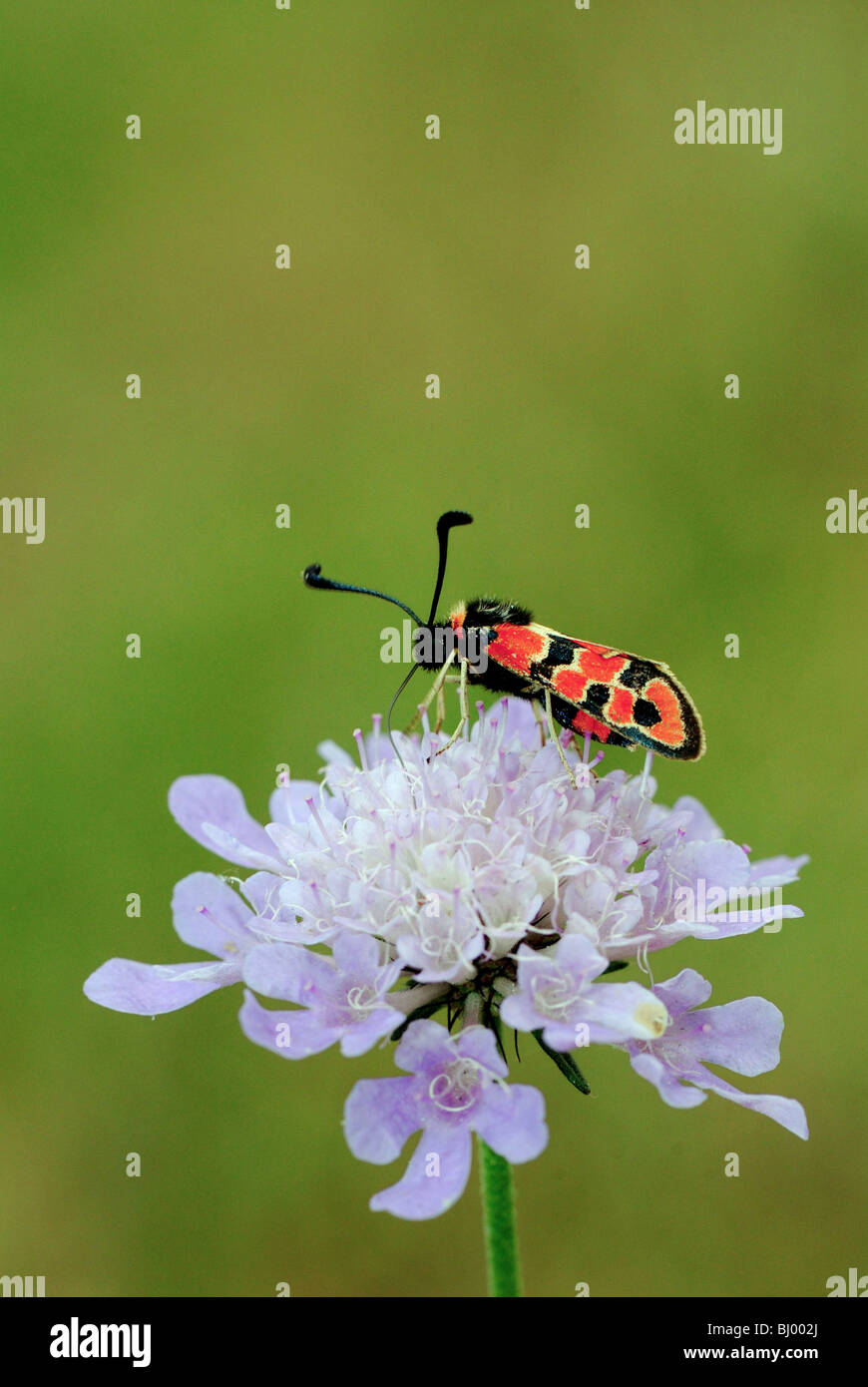 Zygaena fausta Foto Stock