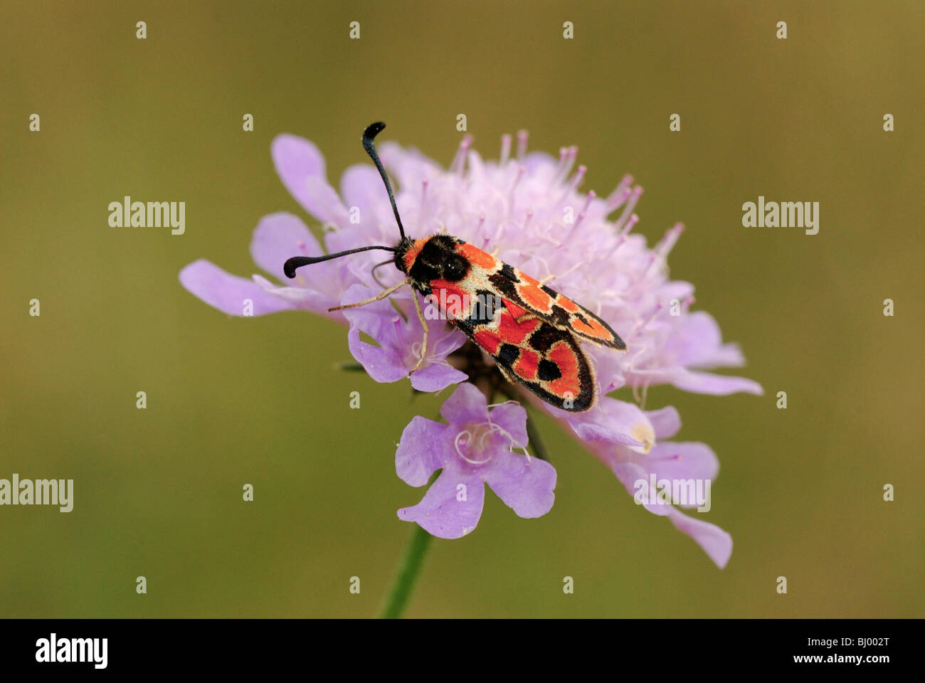 Zygaena fausta Foto Stock