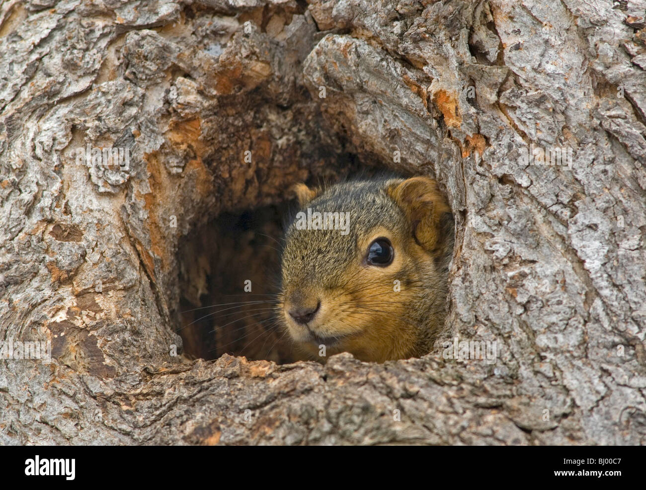 Fox Squirrel Sciurus niger in den di albero e USA, per saltare Moody/Dembinsky Foto Assoc Foto Stock