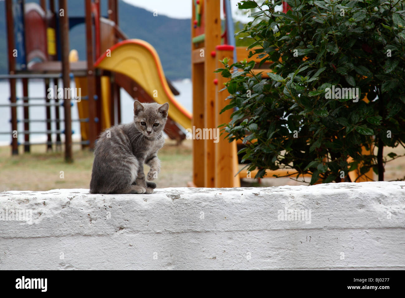 Gatto seduto su una parete in corrispondenza di Thassos città e porto, Thassos, Grecia, settembre 2009 Foto Stock