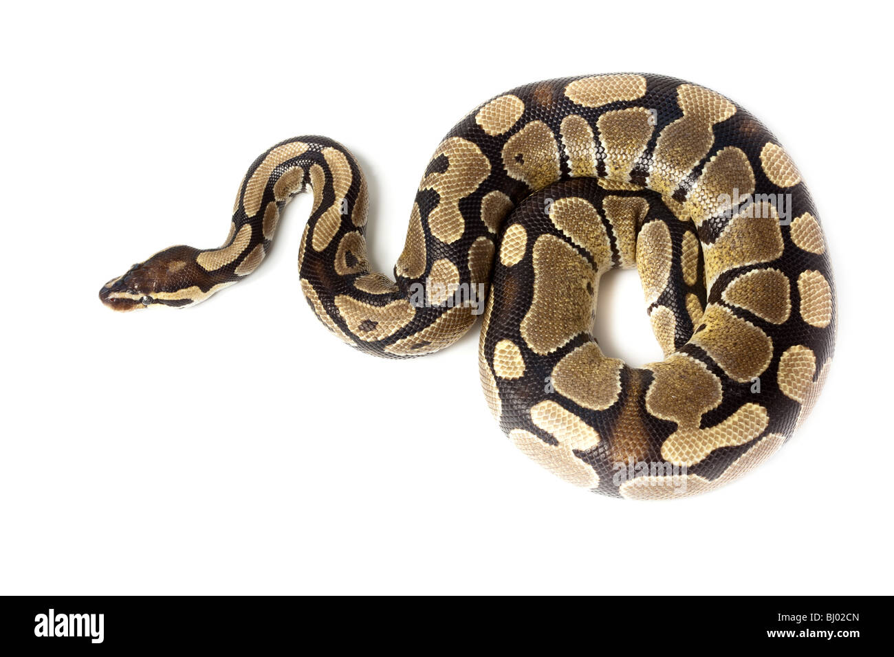 Royal Python, o sfera (Python Python regius), in studio contro uno sfondo bianco. Foto Stock