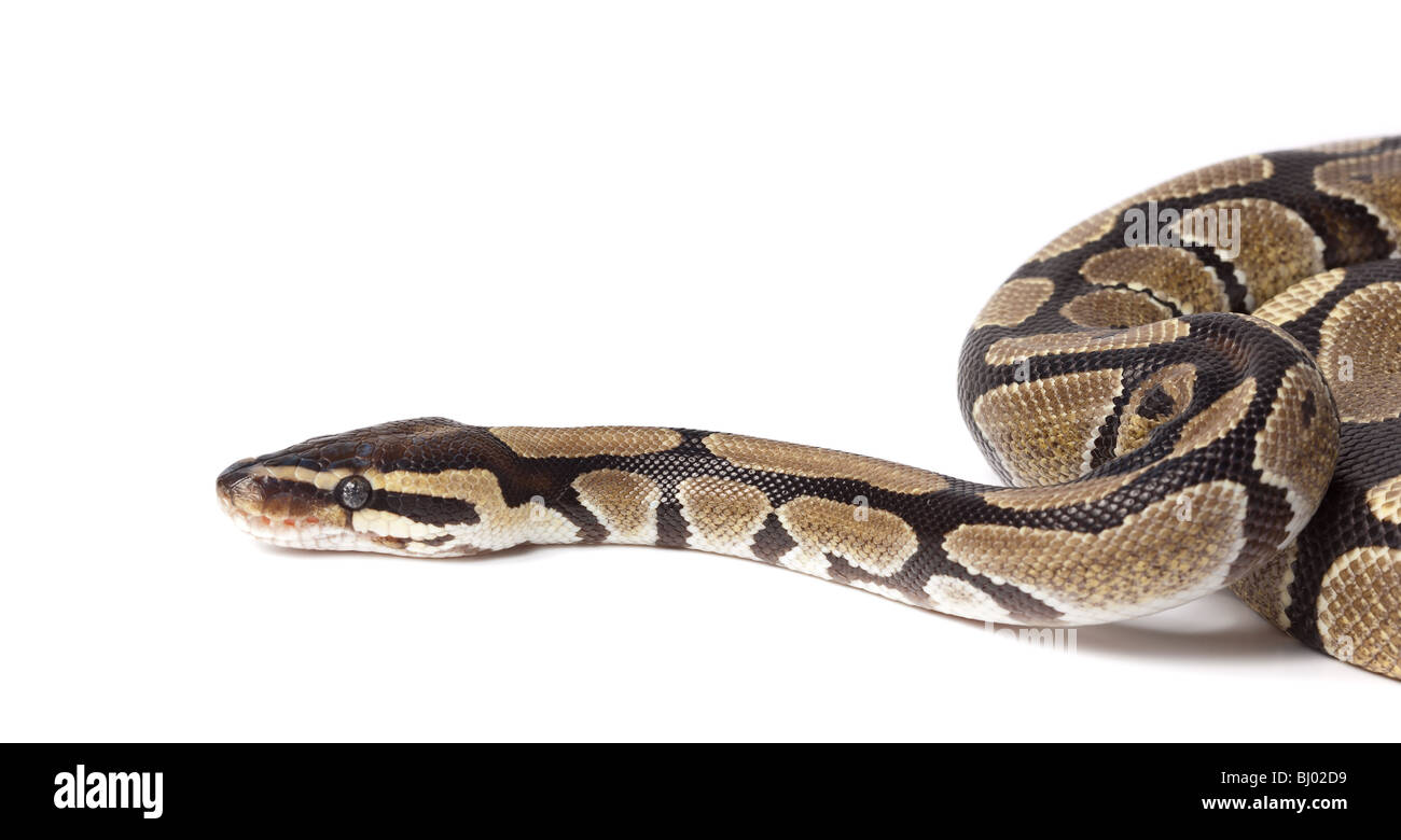 Royal Python, o sfera (Python Python regius), in studio contro uno sfondo bianco. Foto Stock
