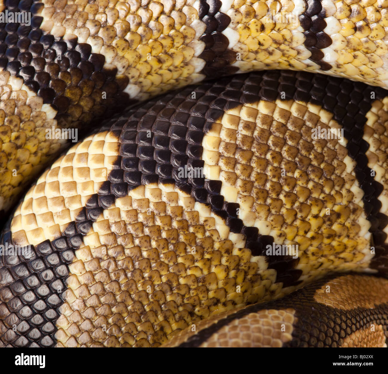 Royal Python, o sfera (Python Python regius). Scale di un serpente come sfondo. Foto Stock