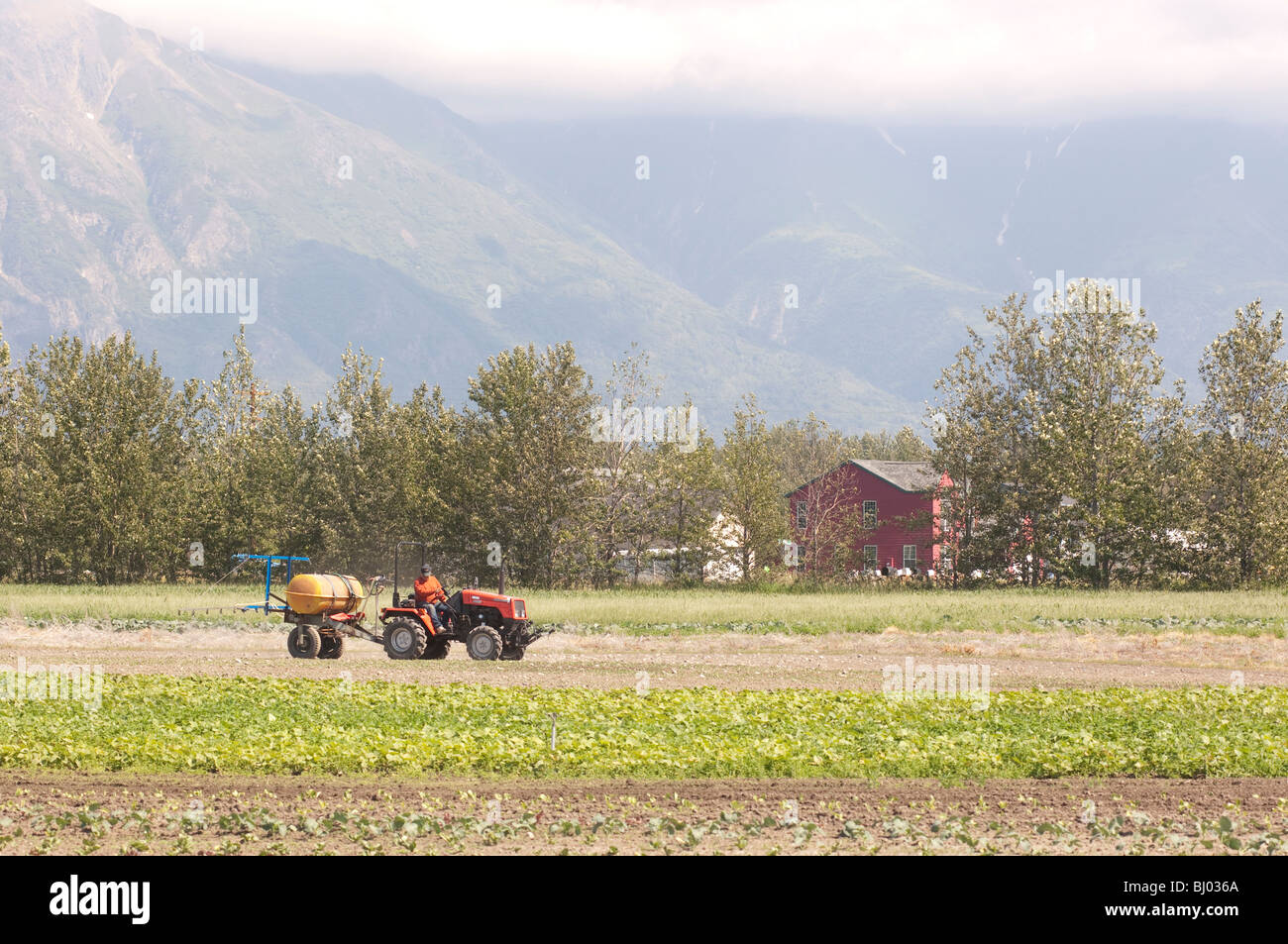 Palmer Alaska Ted Pyrah Pyrah all'S-U-pick Farm con irroratrice Foto Stock