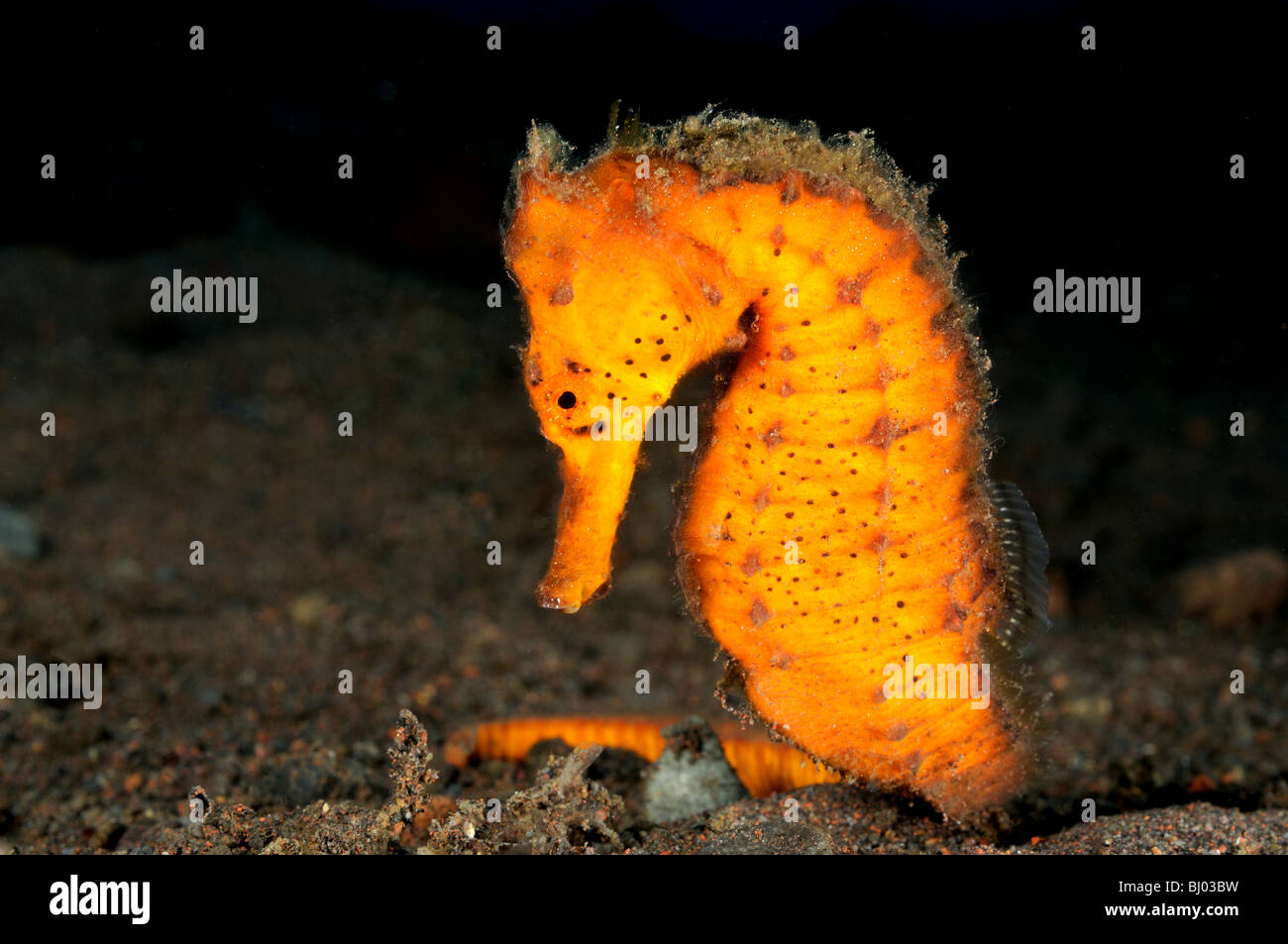 Hippocampus kuda, arancione cavalluccio marino comune, Pezzata Cavalluccio, Spiaggia di Seraya, Tulamben, Bali, Indonesia, Indo-pacifico Ocean Foto Stock