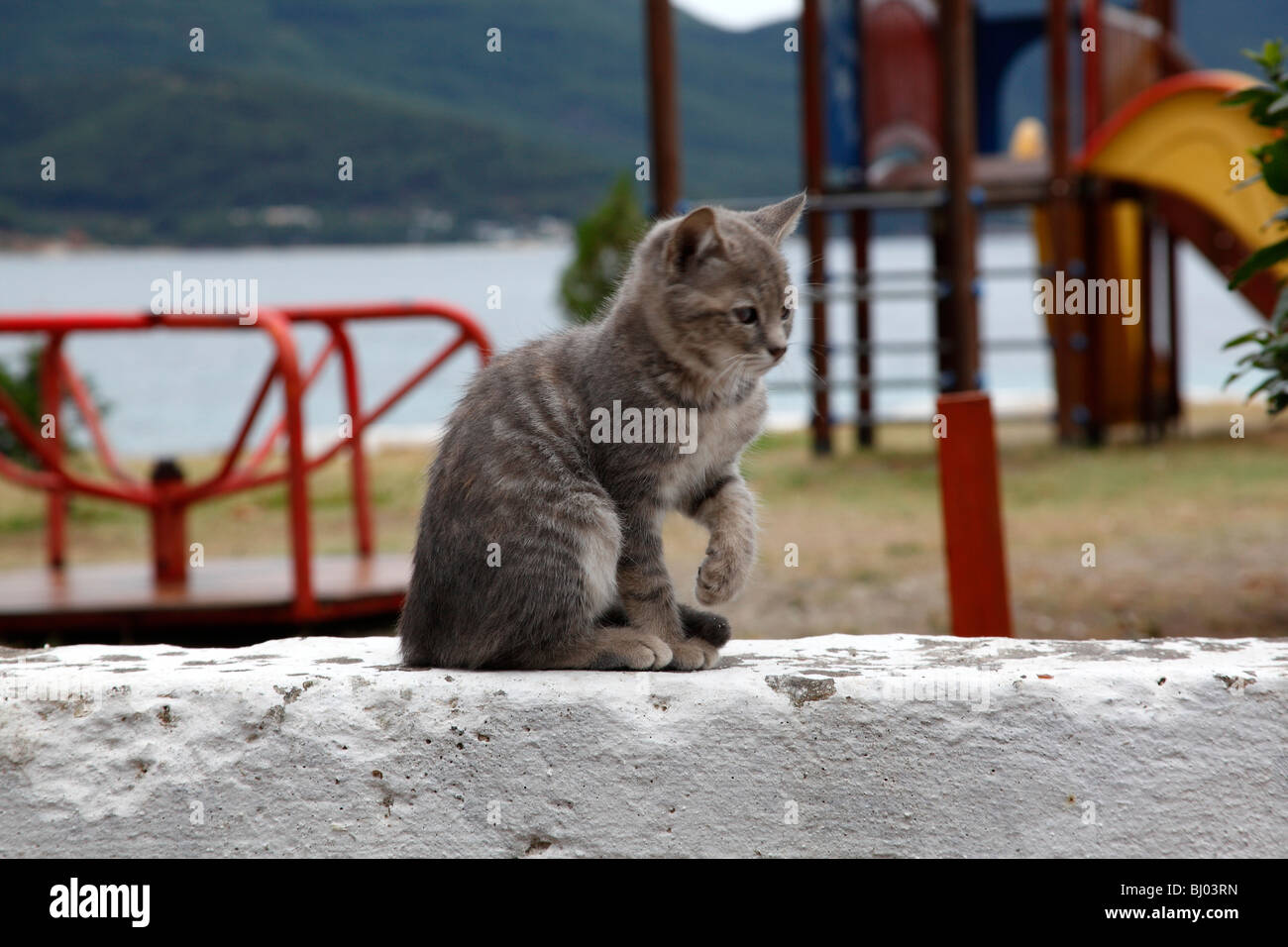 Gatto seduto su una parete in corrispondenza di Thassos città e porto, Thassos, Grecia, settembre 2009 Foto Stock