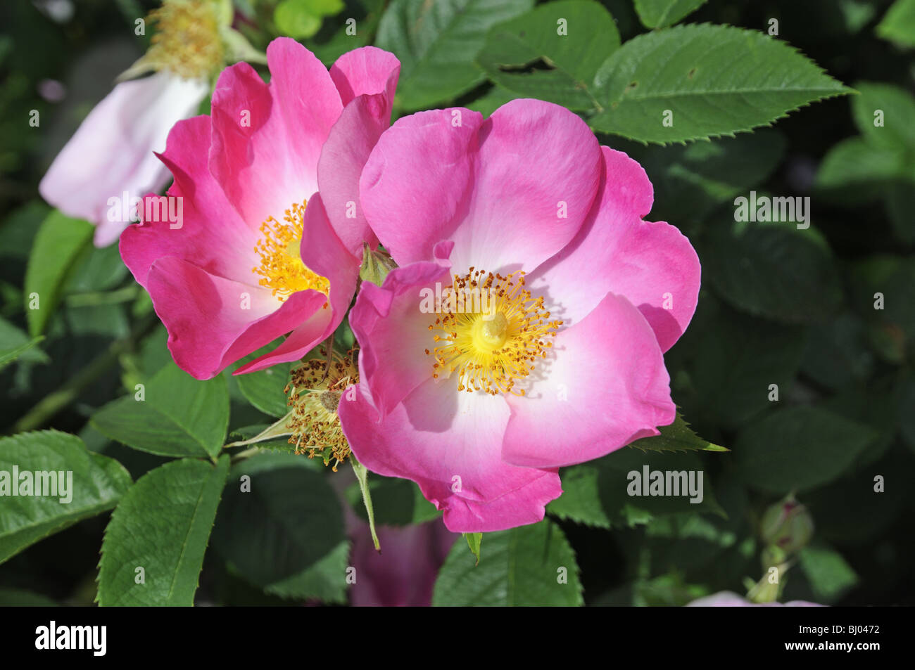 Rosa canina brillante - Rosa 'Complicata' Foto Stock