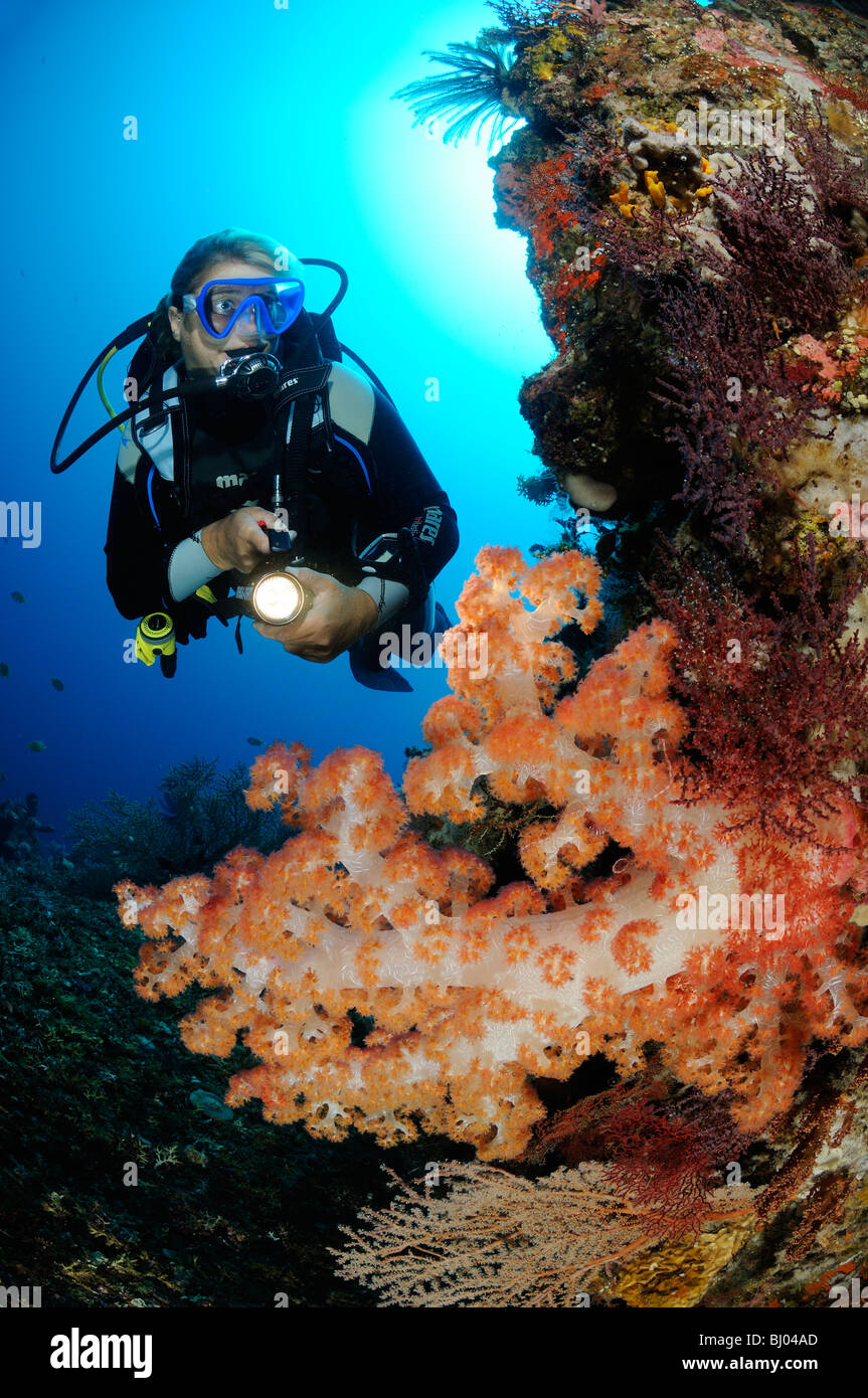 Dendronephthya klunzingeri, scuba diver con colorate barriere coralline e coralli morbidi e spugna di canna, Tulamben. Bali Foto Stock