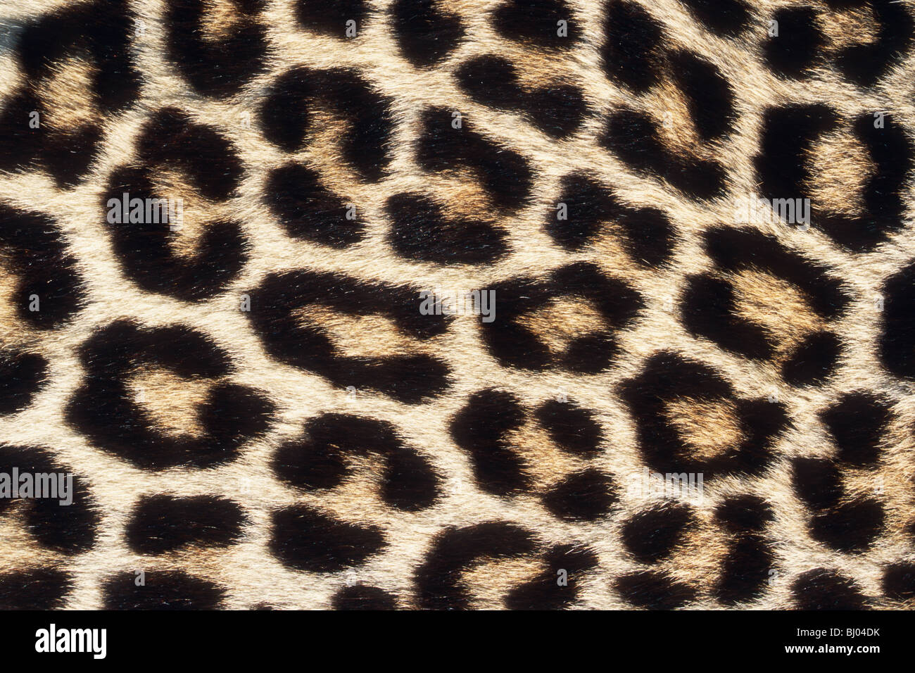 Close up del modello di pelle di leopardo Foto Stock