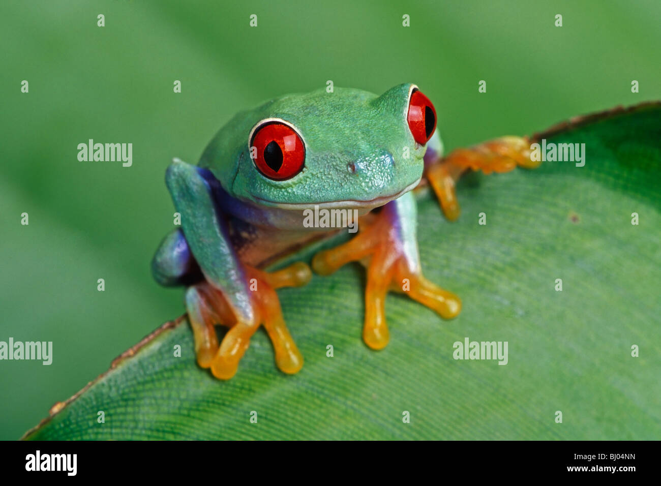 Red-eyed Treefrog (Agalychnis callidryas) Foto Stock