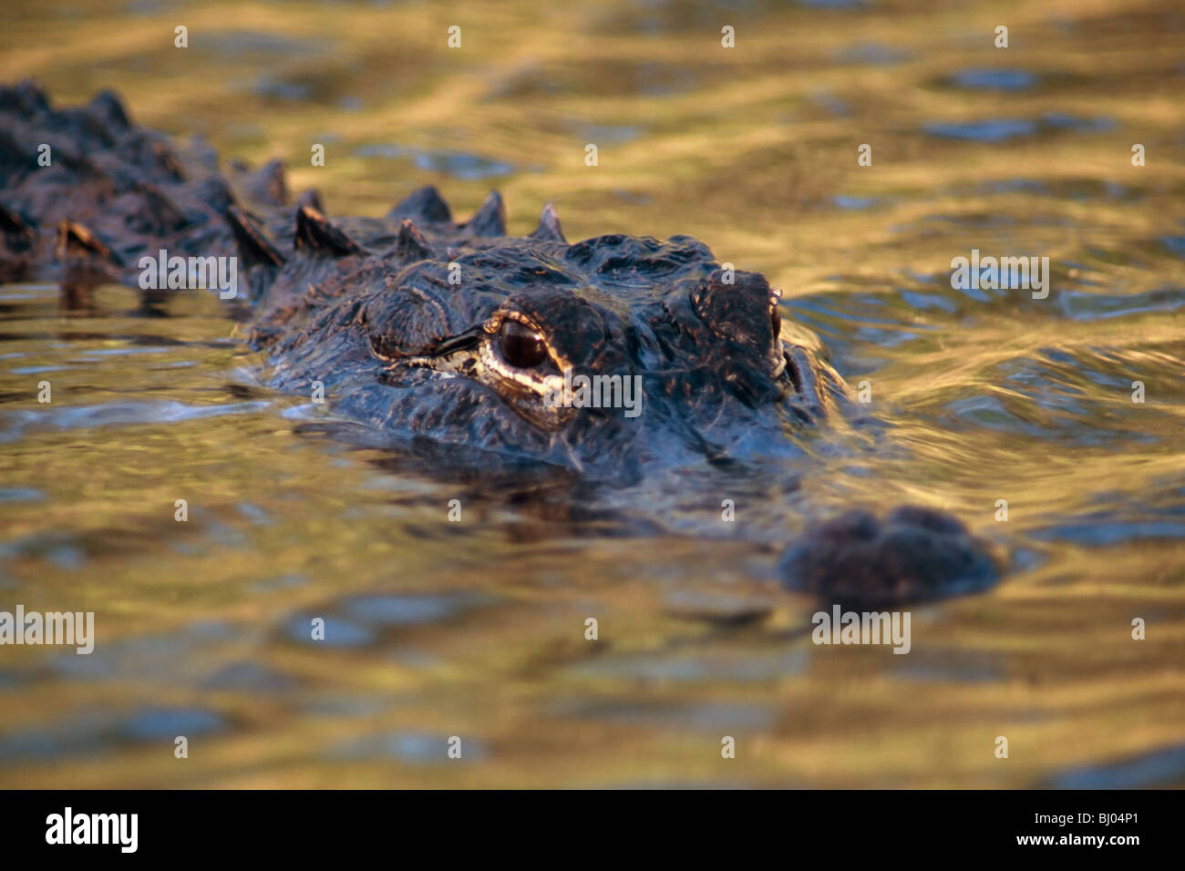 Il coccodrillo americano (Alligator mississippiensis mississippiensis) in Everglades National Park, Stati Uniti Foto Stock