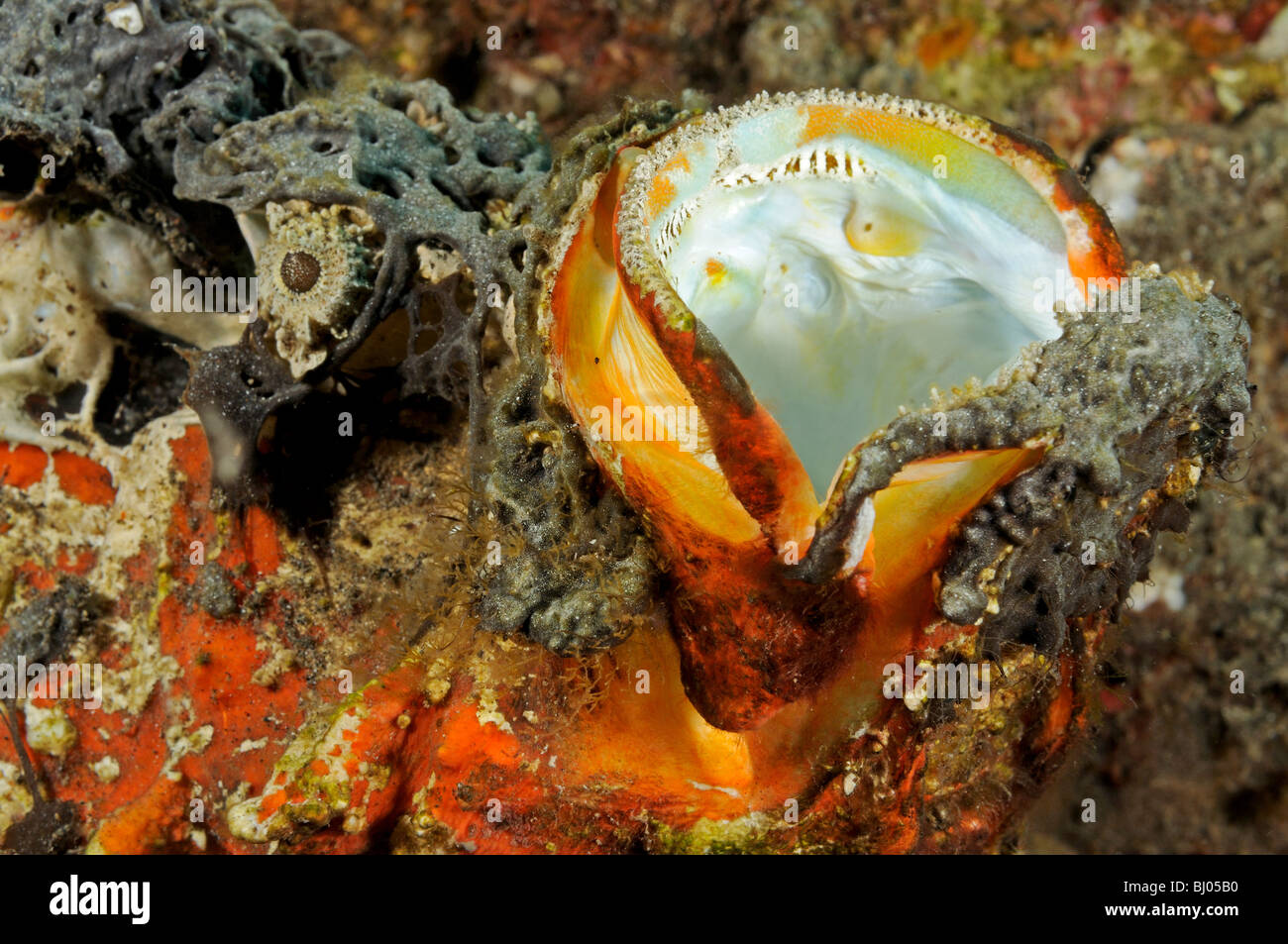 Synanceia horrida, estuari pesci pietra, testa a bocca aperta, Tulamben, Bali, Indonesia, Indo-pacifico Ocean Foto Stock