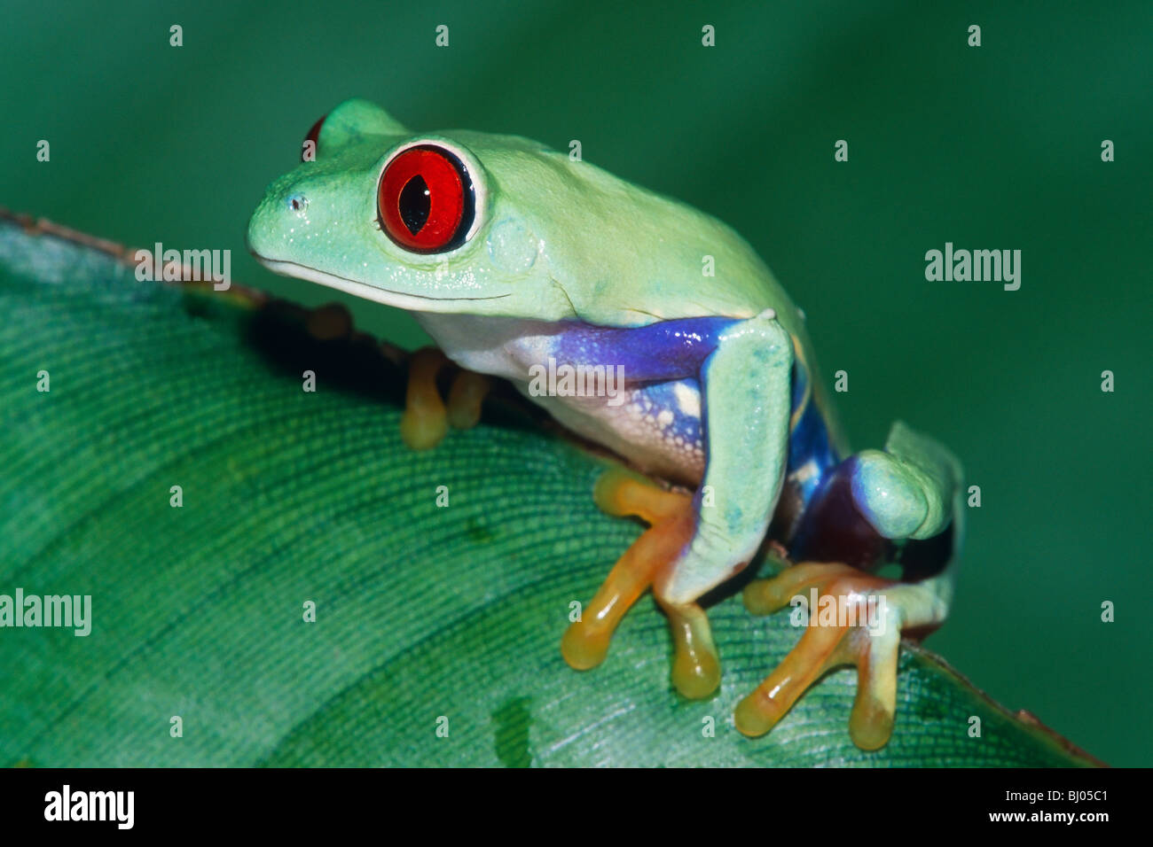 Red-eyed Treefrog (Agalychnis callidryas) Foto Stock