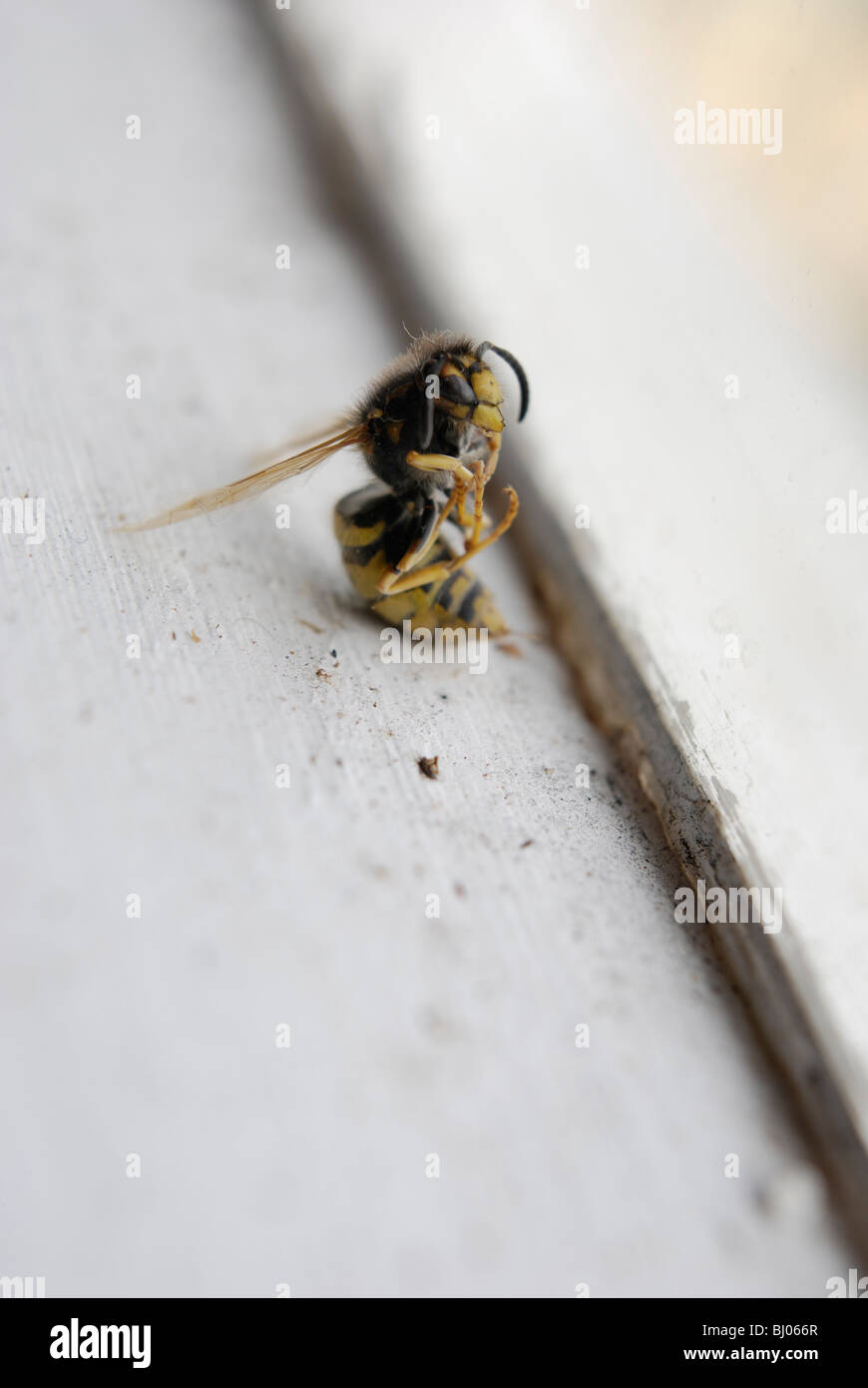 Wasp morto sul davanzale Foto Stock