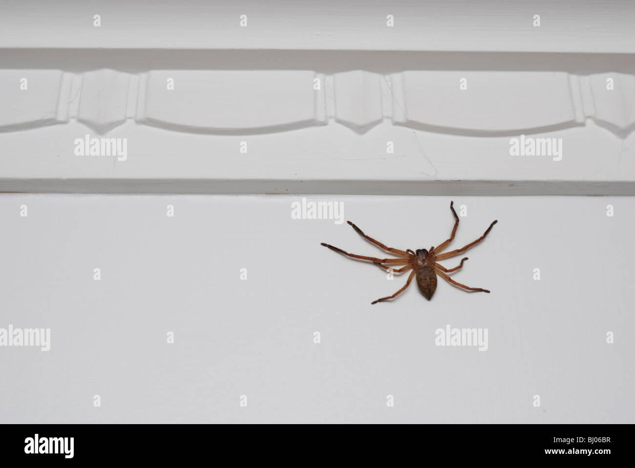 Australian huntsman spider sulla parete all'interno di casa. Innocuo! Foto Stock