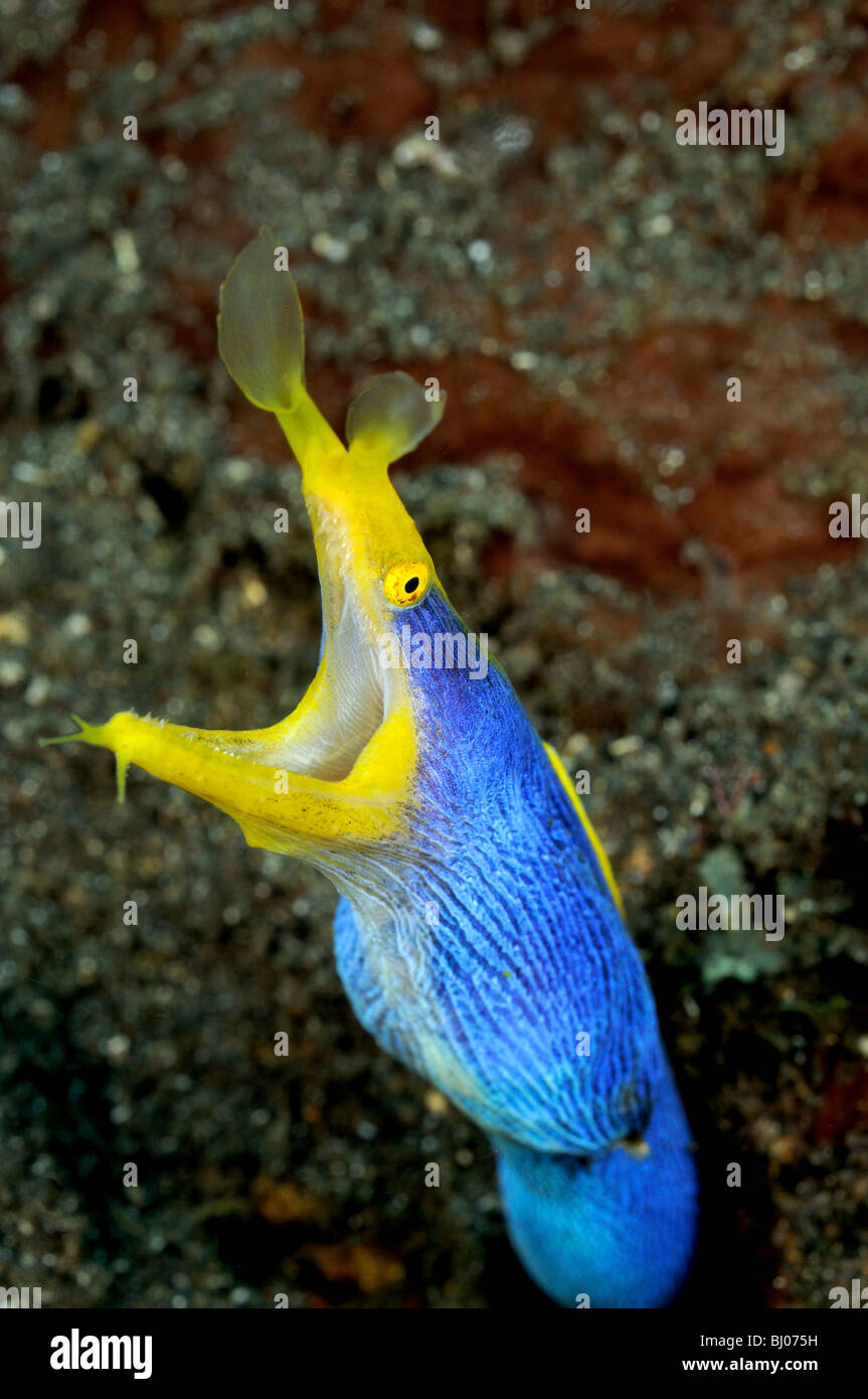 Rhinomuraena quaesita, nastro maschio moray, Blue Ribbon anguilla, Tulamben, Bali, Indonesia, Indo-pacifico Ocean Foto Stock