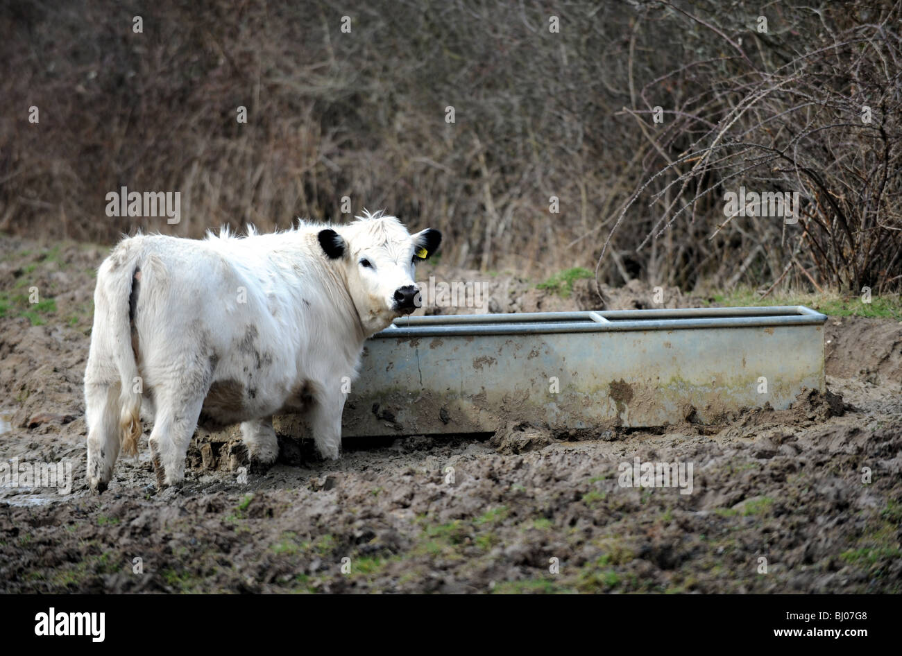 Terreni fangosi British bovini bianchi prendendo un drink in un campo in RSPB Pulborough Brooks riserva naturale WEST SUSSEX REGNO UNITO Foto Stock