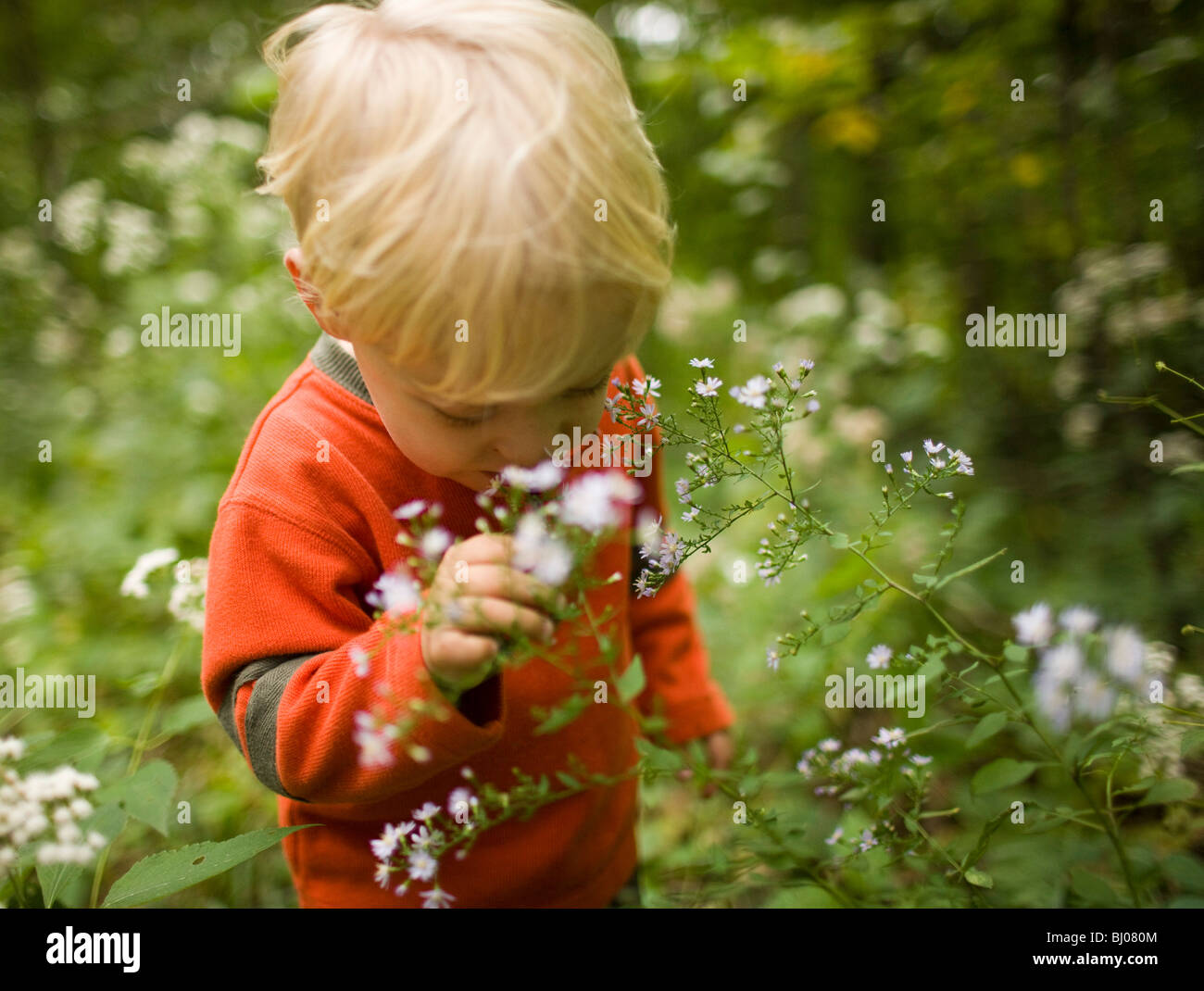 Ragazzo giovane profumati fiori selvatici nei boschi. Foto Stock