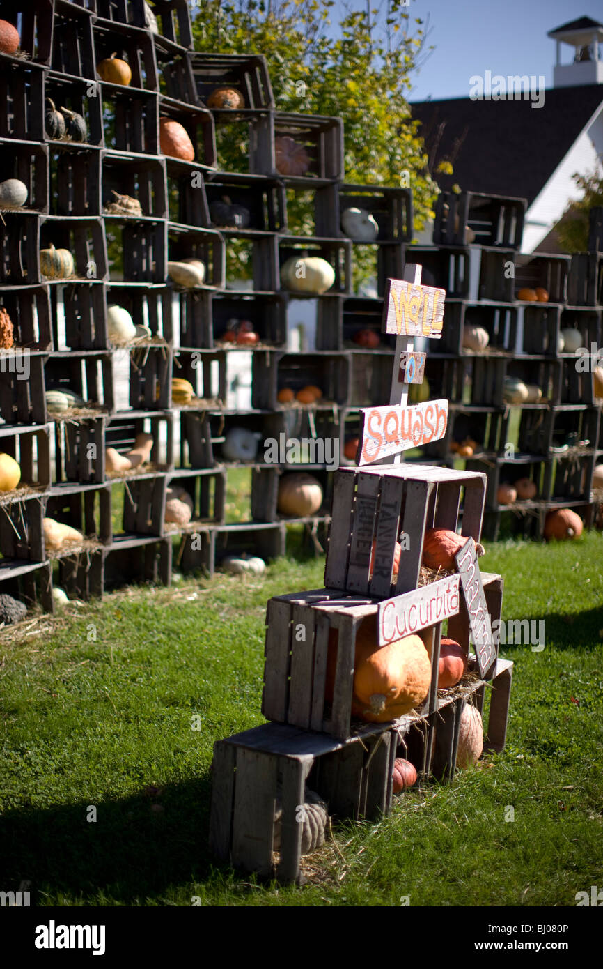 Squash in vendita visualizzati in casse di legno. Foto Stock