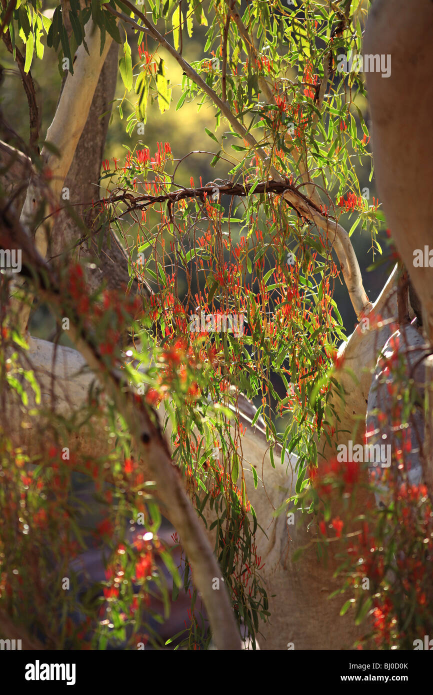 Red River Gum in fiore, Territorio del Nord, l'Australia Foto Stock